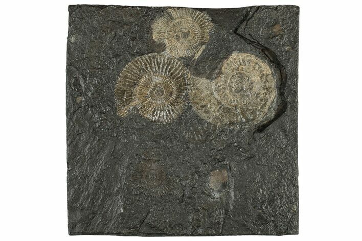 Fossil Ammonite Cluster - Posidonia Shale, Germany #304966